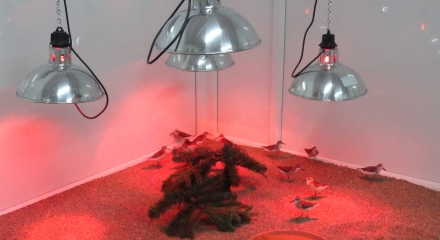 Birds under the heat lamps